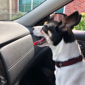 Meet your Posher, Bruce